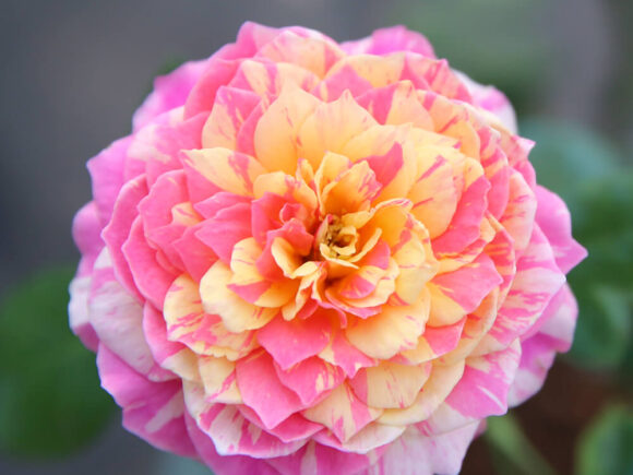 Giới thiệu về hoa hồng Claude Monet rose