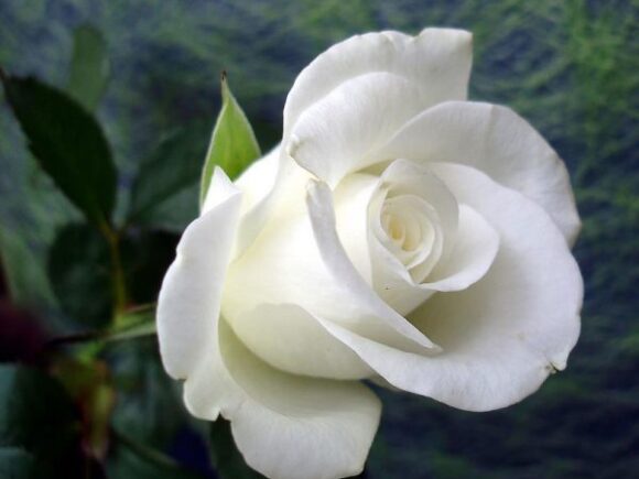 Giới thiệu về hoa hồng leo trắng Đà Lạt
