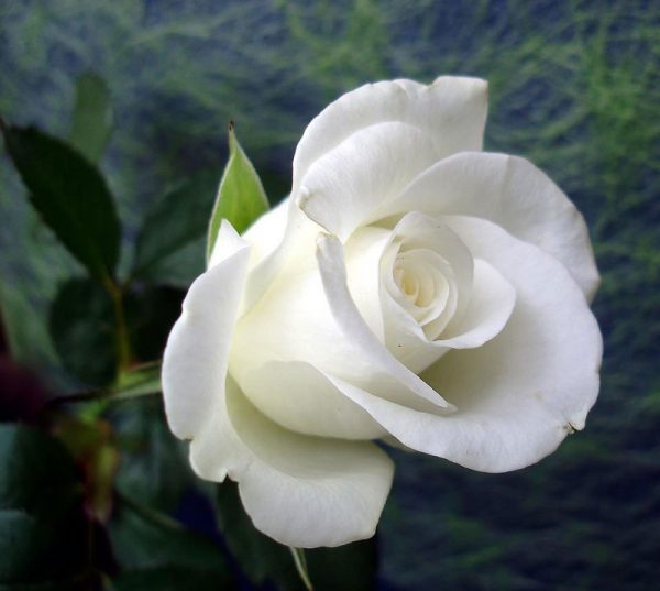 Giới thiệu về hoa hồng leo trắng Đà Lạt